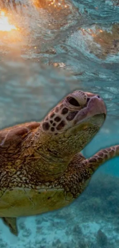 A serene sea turtle gliding underwater in a tranquil ocean setting.