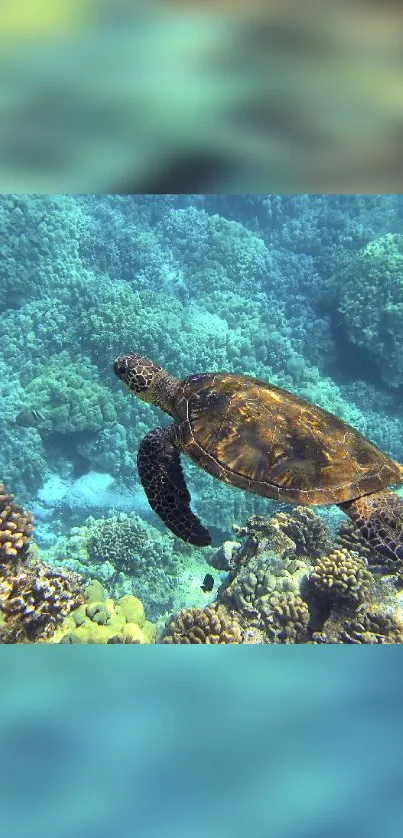 Peaceful sea turtle glides over colorful coral in clear blue ocean.