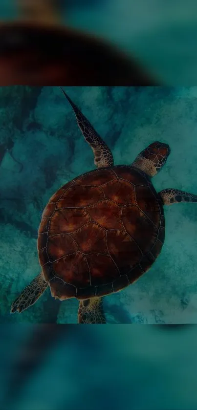 A serene sea turtle in turquoise water, creating a tranquil wallpaper.