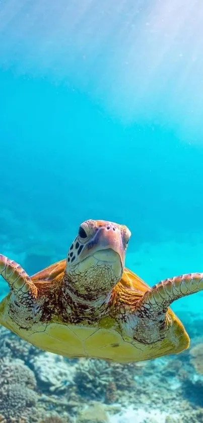 A serene sea turtle swims gracefully in a vibrant blue ocean setting.