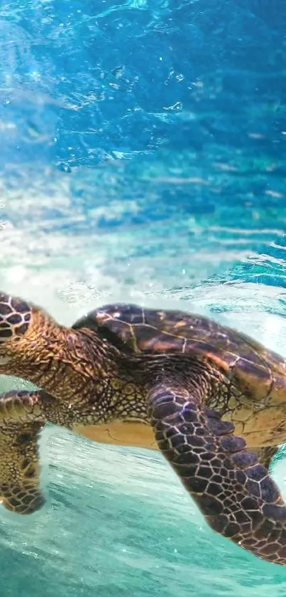 Serene sea turtle swimming in vibrant aqua ocean backdrop.