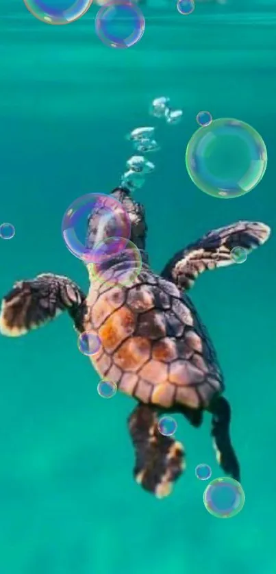 Sea turtle gracefully swimming underwater in turquoise waters.