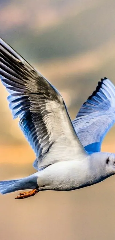 Majestic seagull in flight against a serene blurred background.