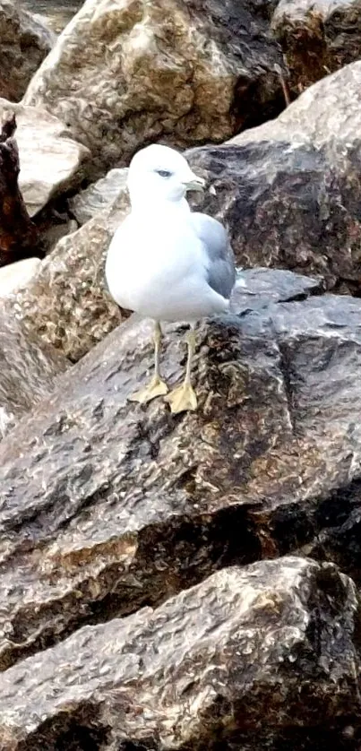 Seagull perched on coastal rocks.