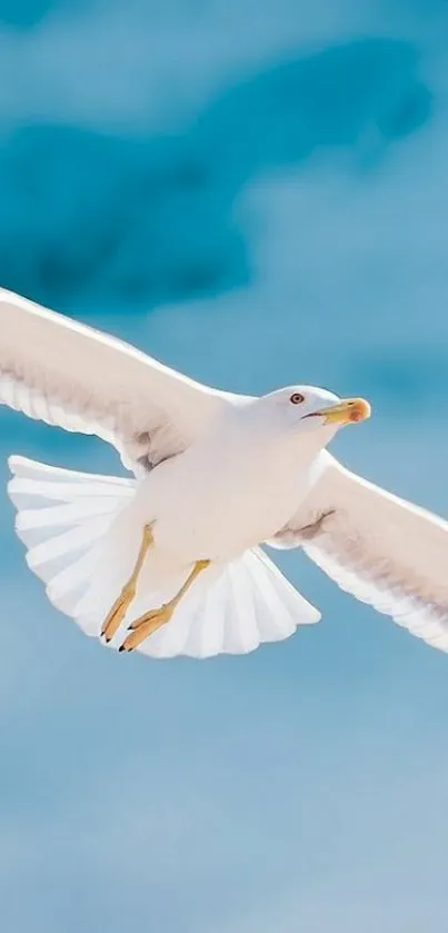 Graceful seagull soaring against a vibrant sky.