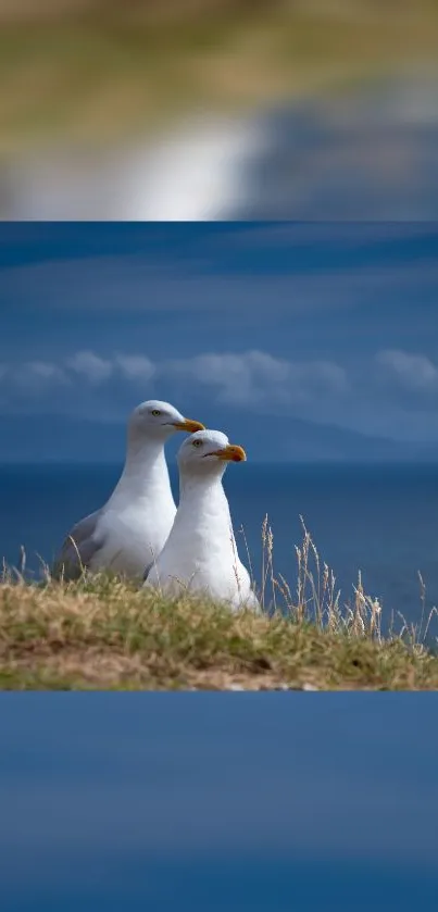 Two seagulls on a grassy cliff with a blue ocean background.