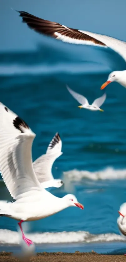 Seagulls fly majestically over the ocean under a clear blue sky.