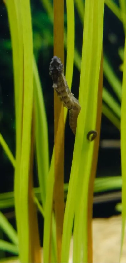 Serene seahorse nestled among green reeds underwater.