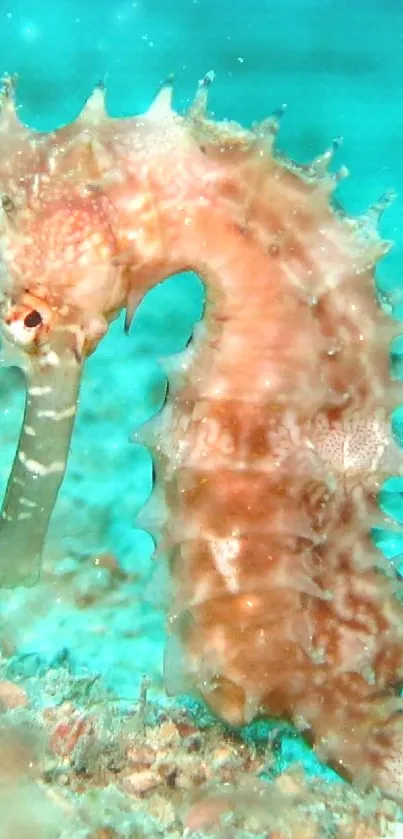 A serene seahorse glides along the turquoise ocean floor.