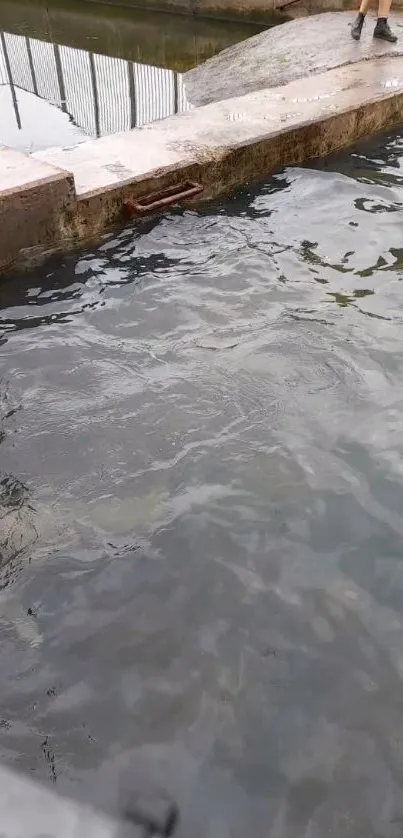 Seal swimming in aquarium enclosure with calm water surface.