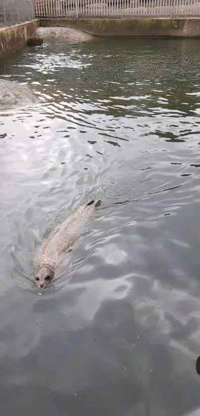 Seal swimming in a calm water habitat enclosure.