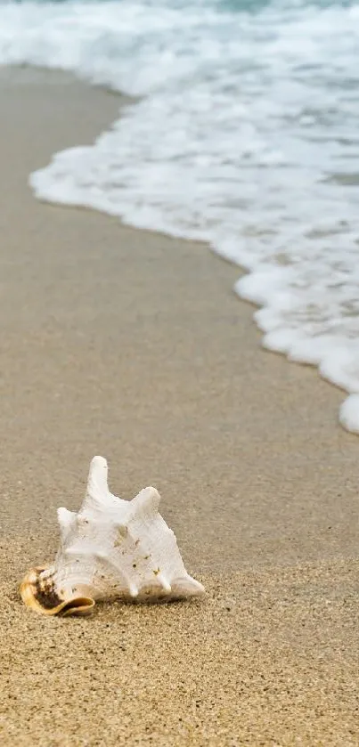 Serene beach landscape with seashell and ocean waves in background.