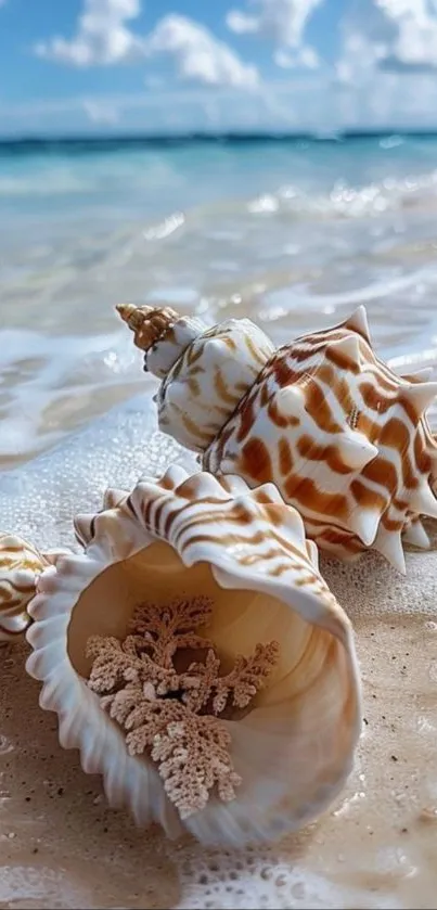 Seashells on a sandy beach with ocean waves in the background.