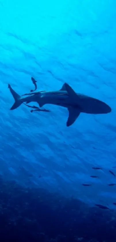 Shark swimming gracefully in blue ocean waters with a tranquil underwater ambiance.