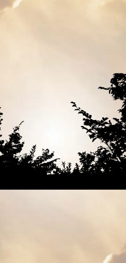 Silhouette of tree branches against a warm beige sky.