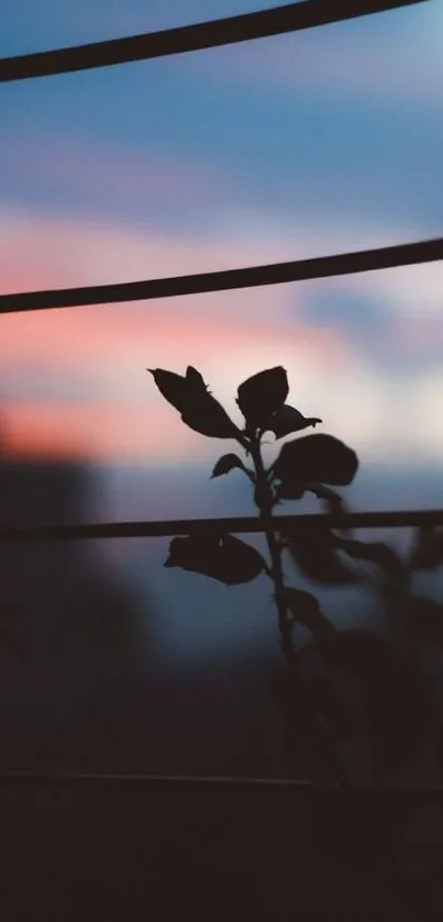 Silhouette of plants against a colorful sunset sky.