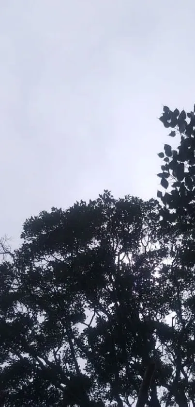 Silhouette of trees against an overcast sky.