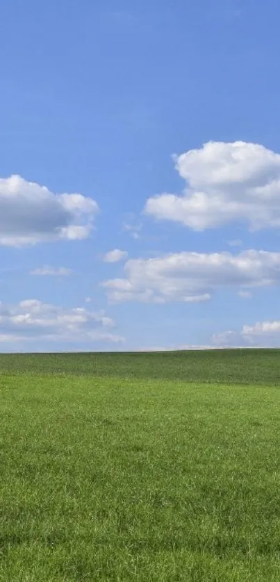 Blue sky and green field mobile wallpaper.