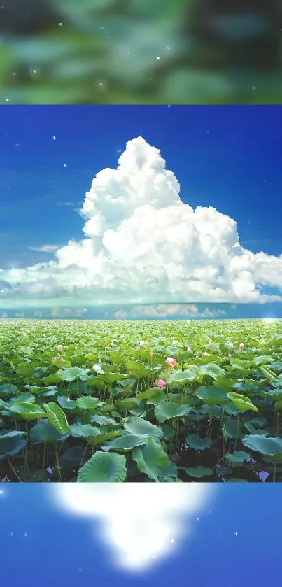 Tranquil lotus field under vibrant blue sky and fluffy clouds.