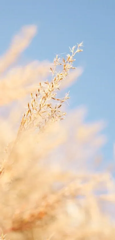 Golden wheat against clear blue sky.