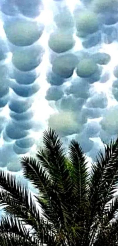 Palm tree silhouette under fluffy clouds in blue sky.