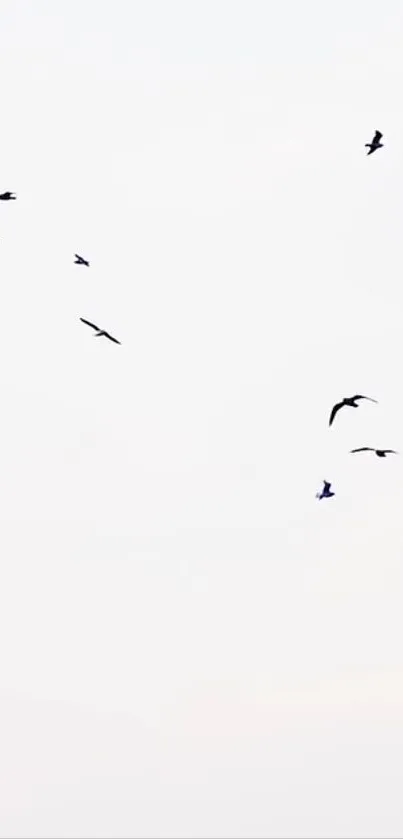 Minimalist wallpaper with birds in a peaceful sky.