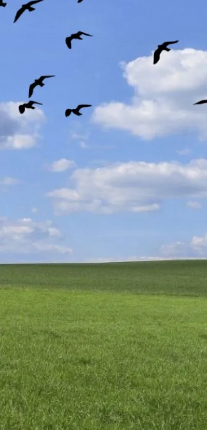 Wallpaper of a blue sky with clouds and birds over a green field.