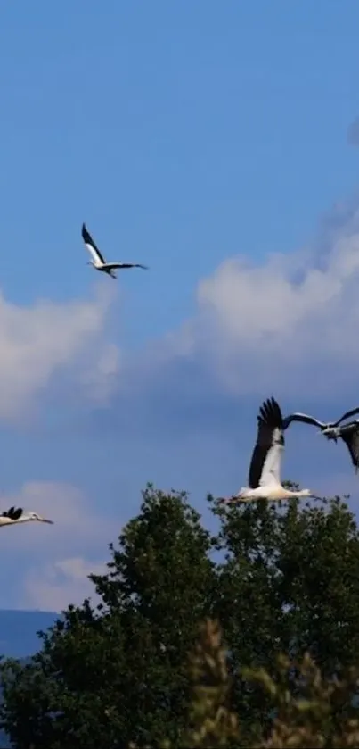 Birds flying peacefully in a blue sky with clouds.