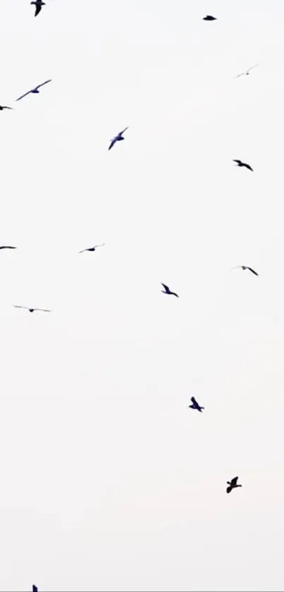 A serene sky with silhouettes of birds in flight.