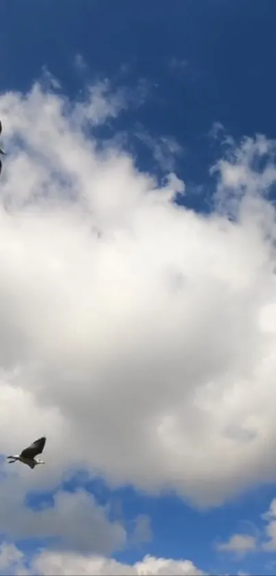 Birds flying in a blue sky with white clouds