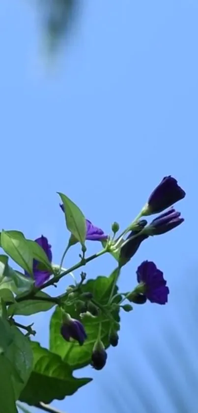 Purple flowers against a light blue sky, capturing nature's elegance.