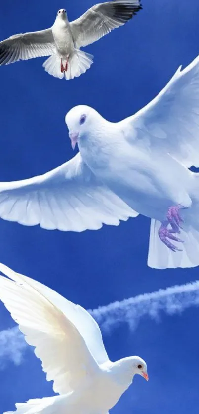 White doves flying peacefully across a bright blue sky.