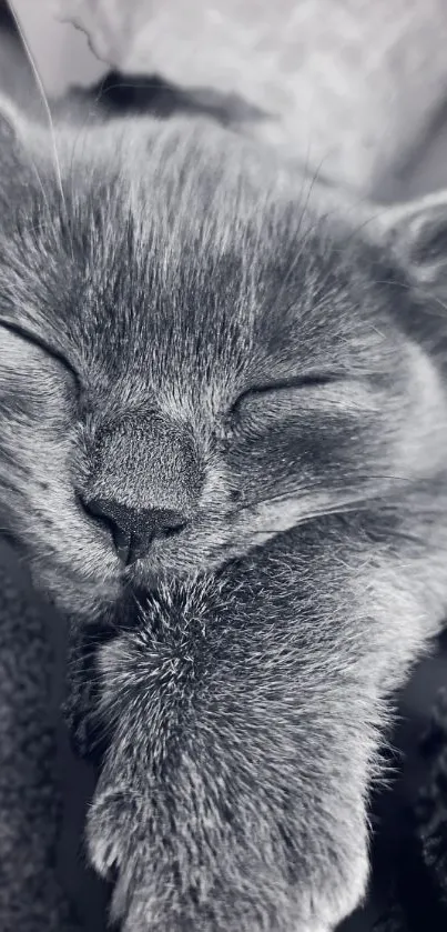 Serene cat sleeping peacefully, gray tones.