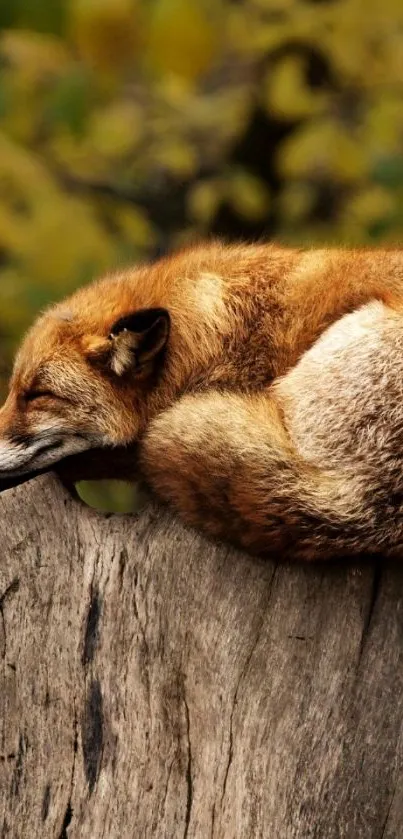 Serene fox sleeping on a tree trunk in autumn forest.