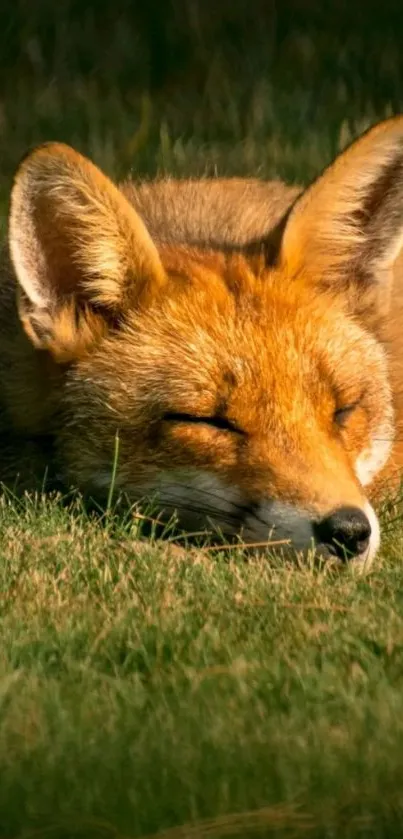 Serene fox sleeping on green grass, peaceful mobile wallpaper.