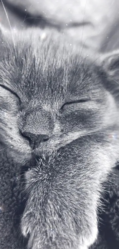 A peaceful gray kitten sleeping soundly, capturing serenity.