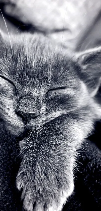 A serene, sleeping kitten in grayscale tones.