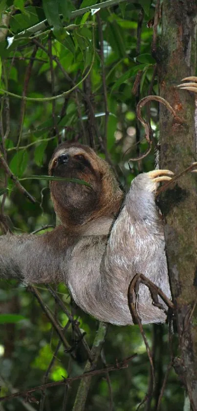 Sloth clinging to a tree in lush, green rainforest setting.