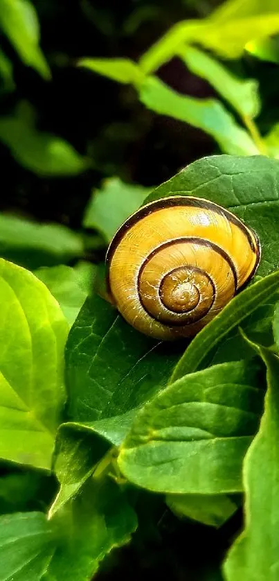 Yellow snail resting on vibrant green leaves.