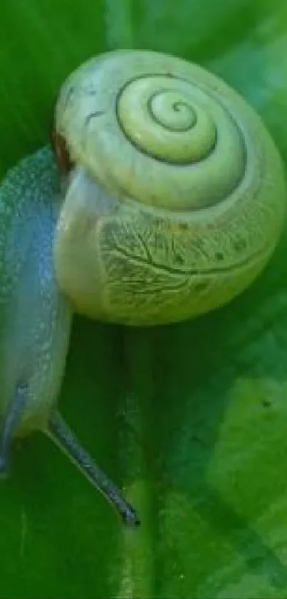 White snail on a vibrant green leaf background.