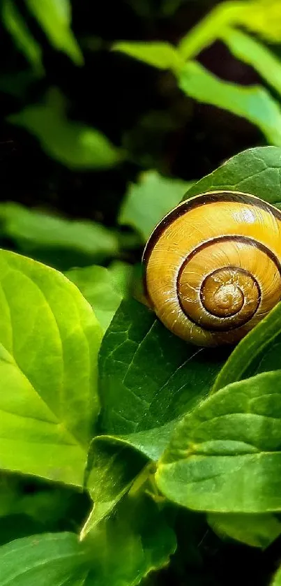 Golden snail on vibrant green leaf wallpaper for mobile.