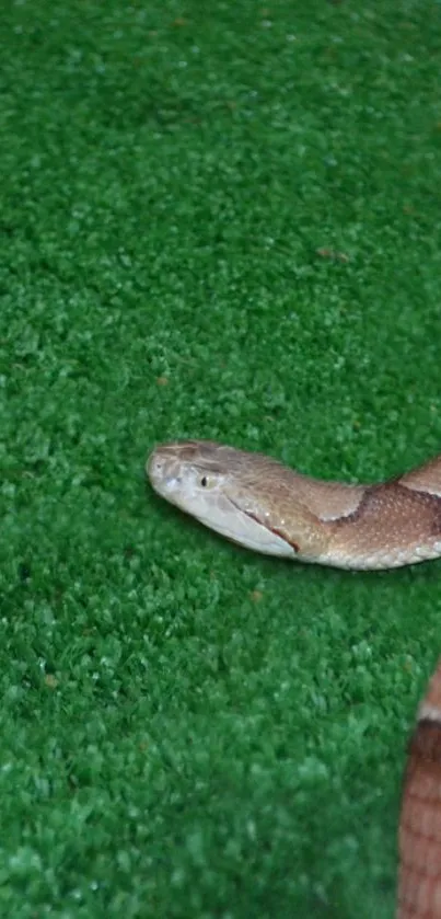 Serene snake slithering on lush green grass in this nature-inspired wallpaper.