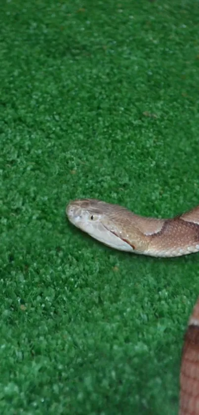 A snake resting on lush green grass.