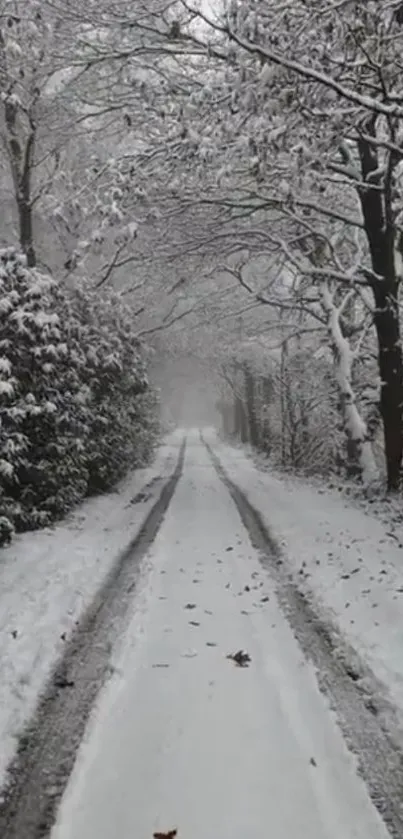 Snowy road with trees, serene winter landscape.