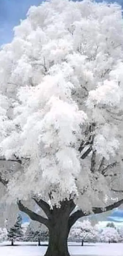 Beautiful snow-covered tree in winter landscape.