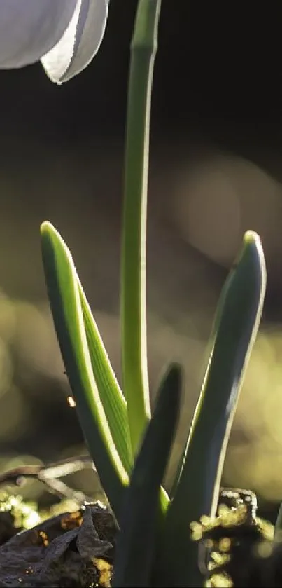 Close-up of a snowdrop flower with green leaves against a softly blurred background.