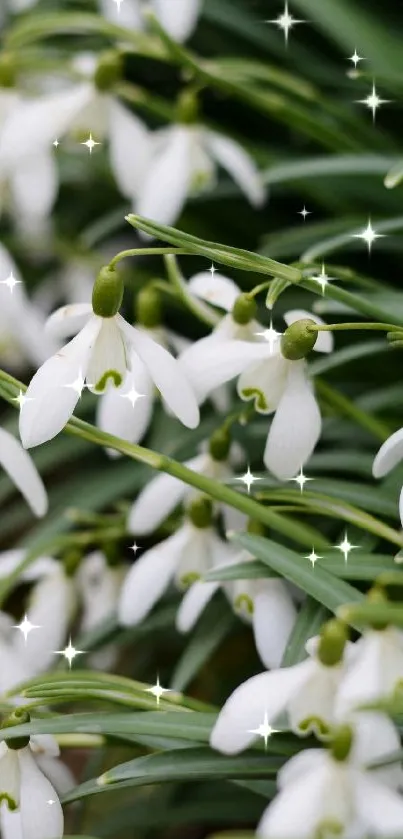 Close-up of snowdrop flowers with green leaves background.