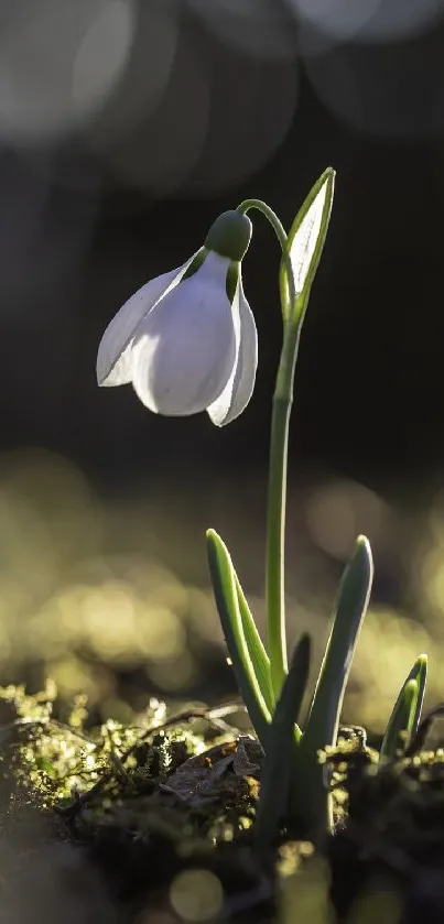 A solitary snowdrop flower with a blurred bokeh background.