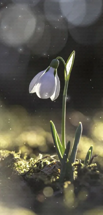 Snowdrop flower with soft bokeh background, illuminated softly.