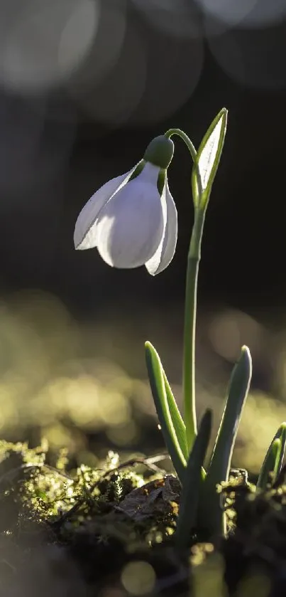 Close-up of a snowdrop flower with soft bokeh effect in the background.